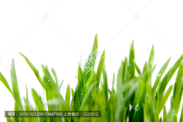 白色的近距離綠草