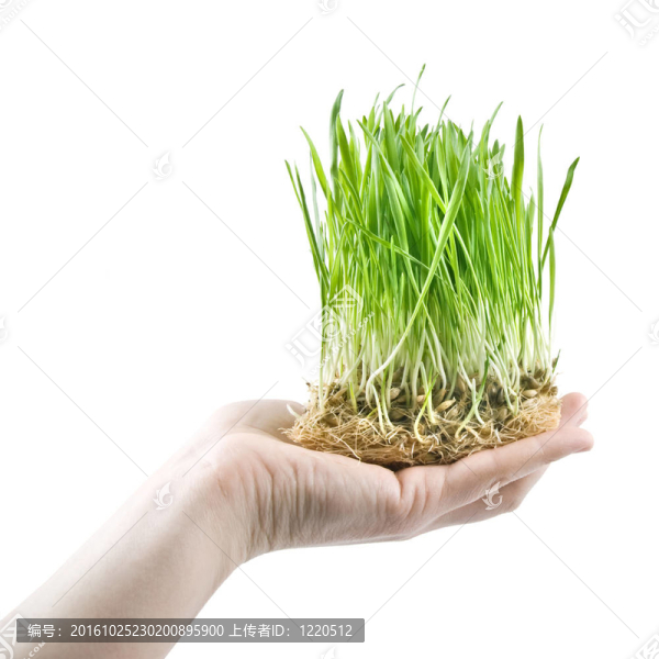 人類(lèi)手上拿著綠色的草