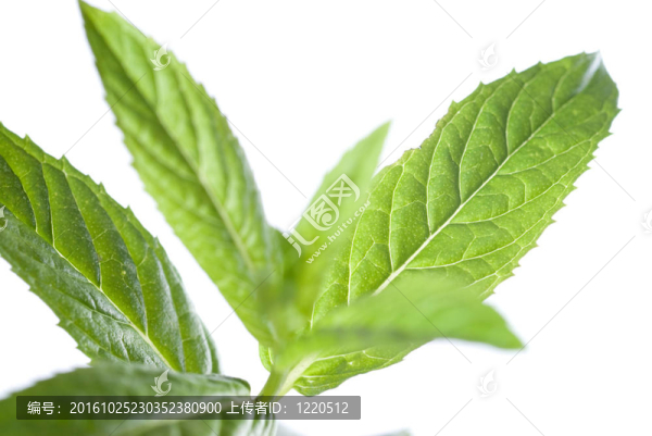 白色薄荷綠色薄荷的宏觀照片