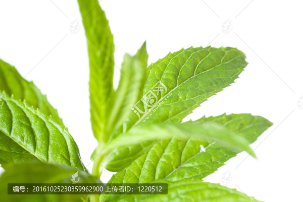 白色薄荷綠色薄荷的宏觀照片