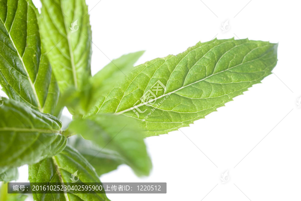 白色薄荷綠色薄荷的宏觀照片