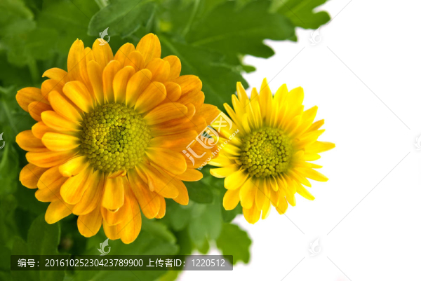 白菊花
