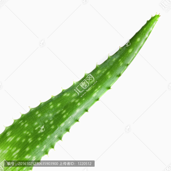 白色的綠色蘆薈的近攝照片