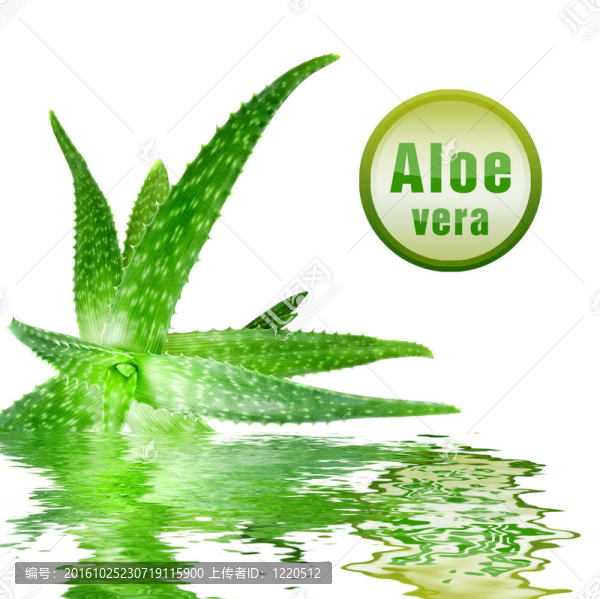 特寫照片的綠色蘆薈與圖標(biāo)孤立的白色