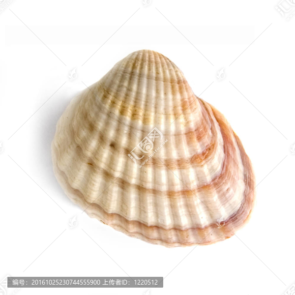 白色外殼上的宏