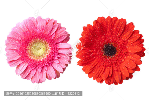 紅色和粉色雛菊非洲菊頭水滴白色隔離
