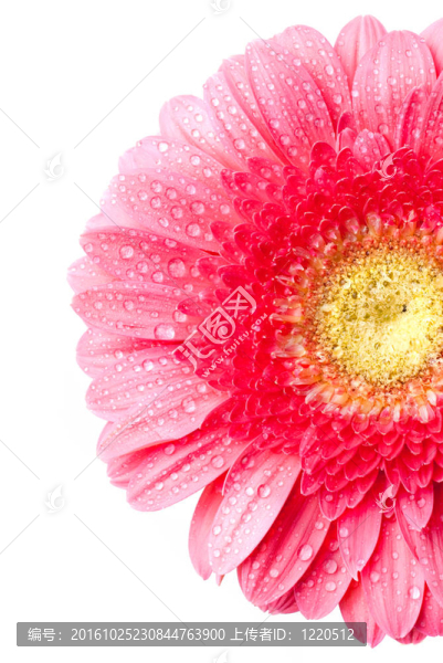 Pink,daisy,gerbera與水滴白色隔離