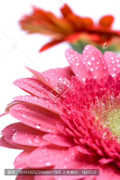 Pink,daisy,gerbera與水滴白色隔離