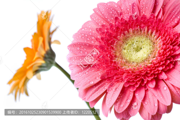 Pink,daisy,gerbera與水滴白色隔離
