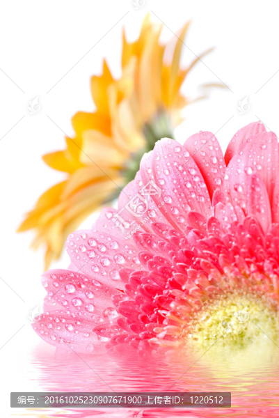 Pink,daisy,gerbera與水滴白色隔離