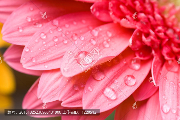 Pink,daisy,gerbera與水滴白色隔離