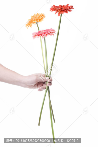 從雛菊非洲菊在手里的花束白色隔離