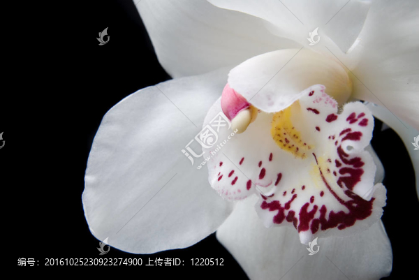 在黑色上隔離的白色蘭花