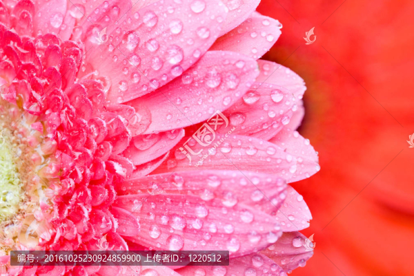 靠近粉色雛菊非洲菊的水滴