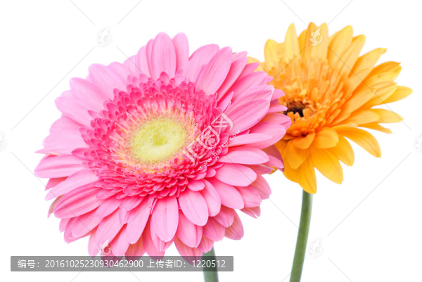 粉色雛菊非洲菊孤立在白色和黃色