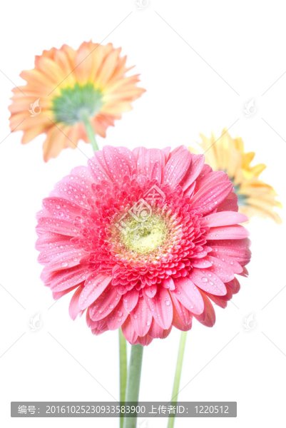 Pink,daisy,gerbera與水滴白色隔離