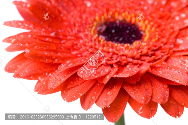 水滴孤立在白色紅色雛菊非洲菊頭大