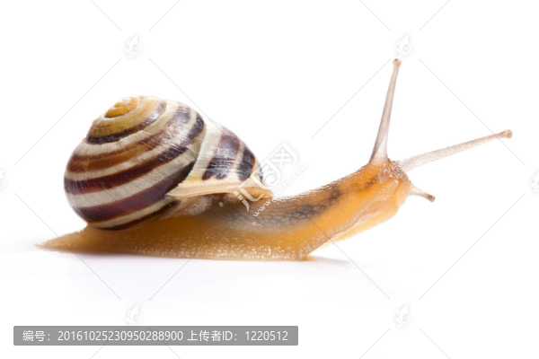 花園里的蝸牛