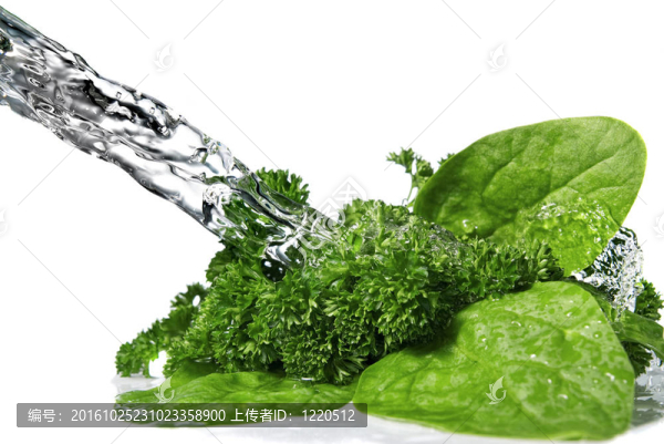 綠色菠菜和歐芹在白色上的水滴