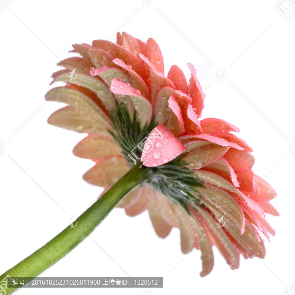 Pink,daisy,gerbera與水滴白色隔離