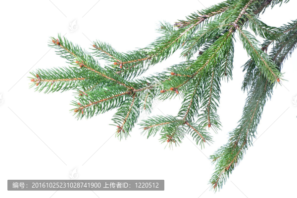 白色圣誕樹樹枝