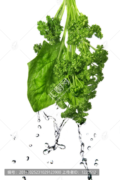 綠色菠菜和歐芹在白色上的水滴
