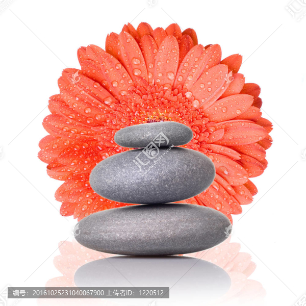 溫泉石紅色非洲菊白色隔離