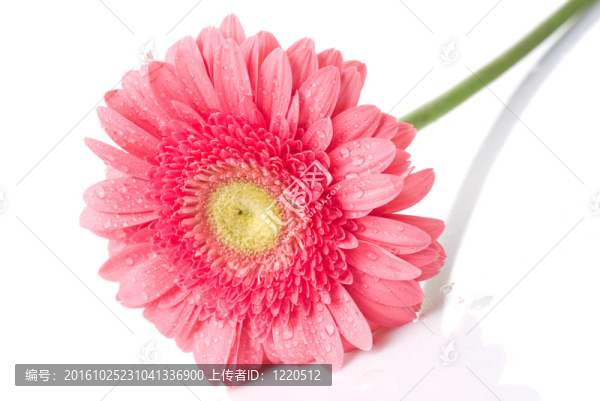 Pink,daisy,gerbera與水滴白色隔離