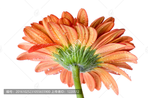 水滴孤立在白色紅色雛菊非洲菊頭大