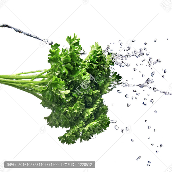 白色歐芹上的水滴