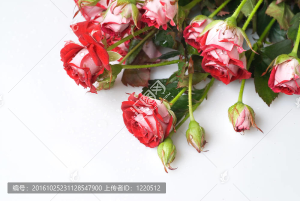 白色玫瑰紅玫瑰