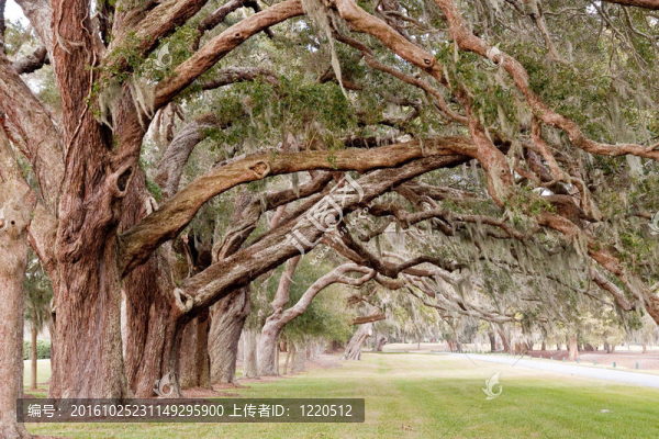 古橡樹的四肢在長滿草的公園里