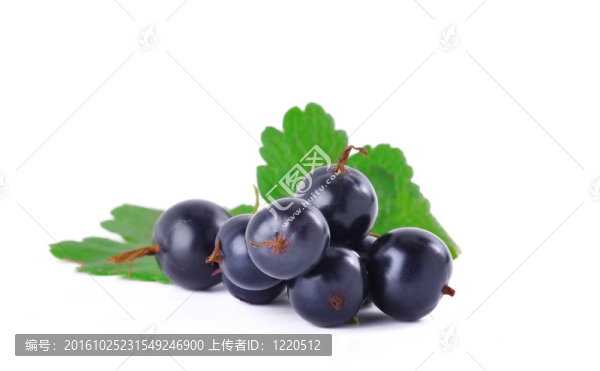 黑加侖