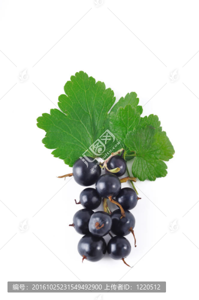 黑currant2