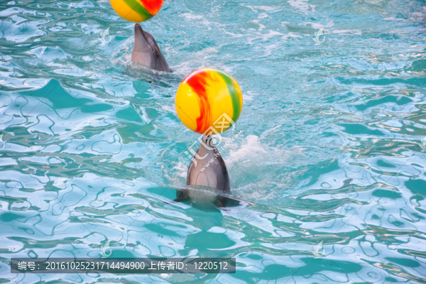 海豚球