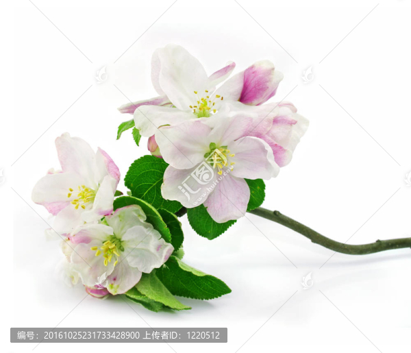 粉紅色的蘋果樹的花與綠色的葉子在樹枝分離