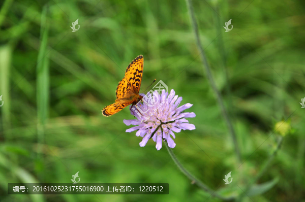 三葉草和蝴蝶