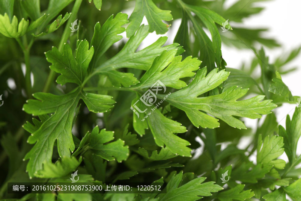 扁歐芹