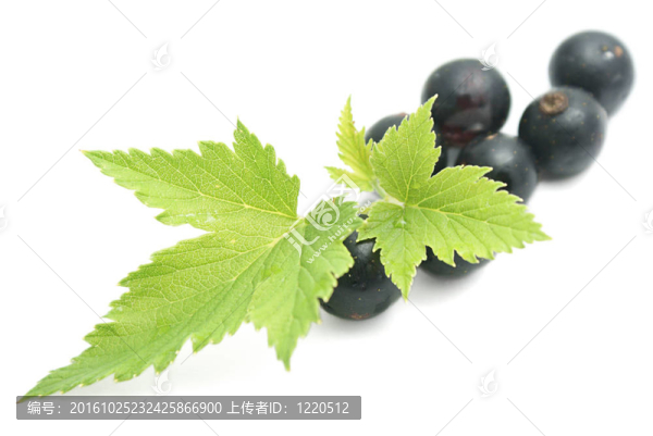 醋栗葉