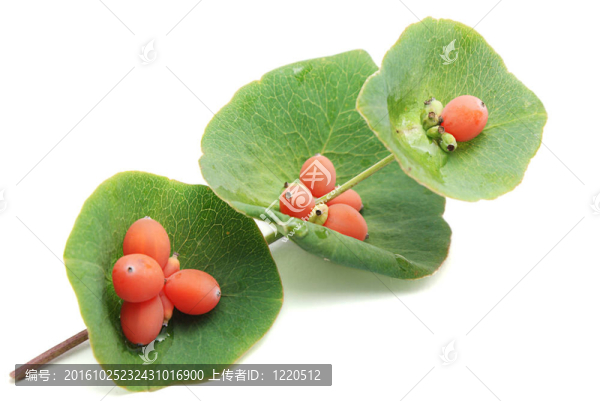 觀賞金銀花