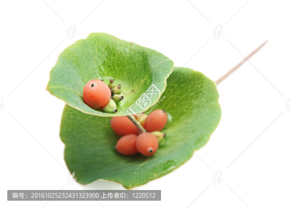 觀賞金銀花