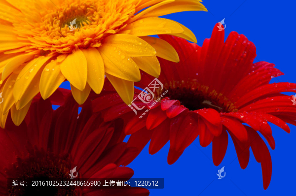 非洲菊
