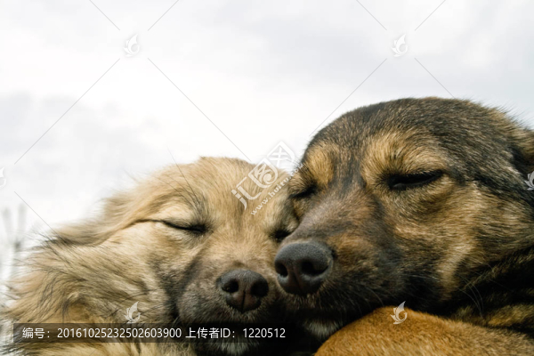 兩條狗互相取暖