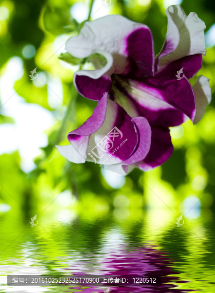 紫羅蘭花