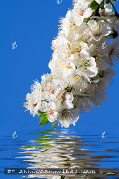 白色的花在水里