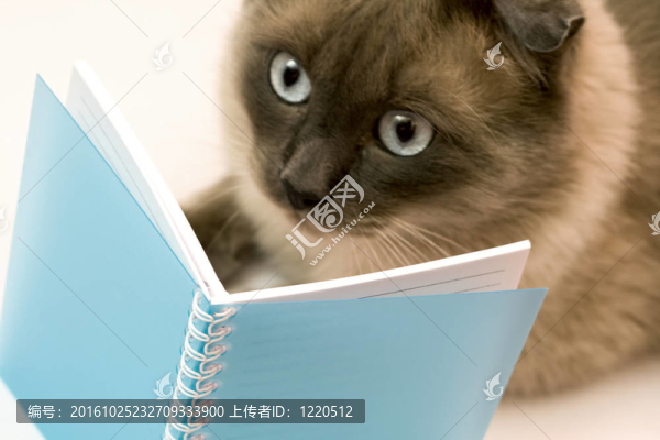 有趣的貓?bào)@訝于她所讀的東西
