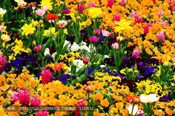 充滿鮮花的花園