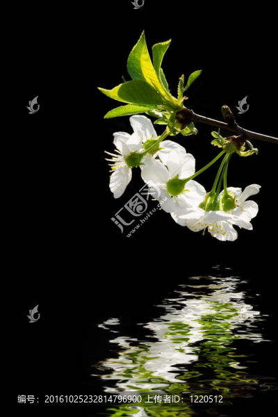 白色的花在水里
