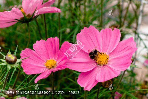 蜜蜂在粉紅花上。