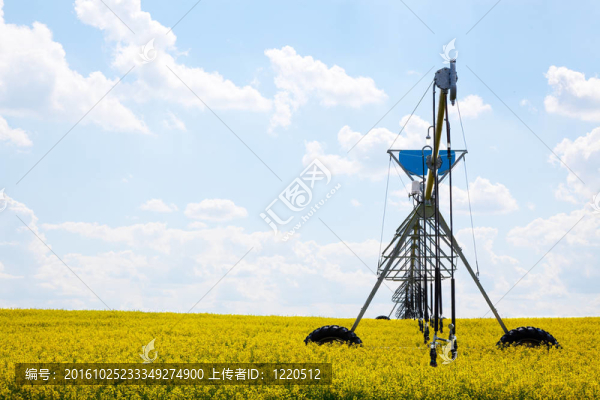 樞紐在油菜田